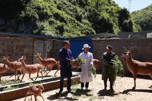 广东药业有限公司与鹿茸，传统智慧与现代科技的融合