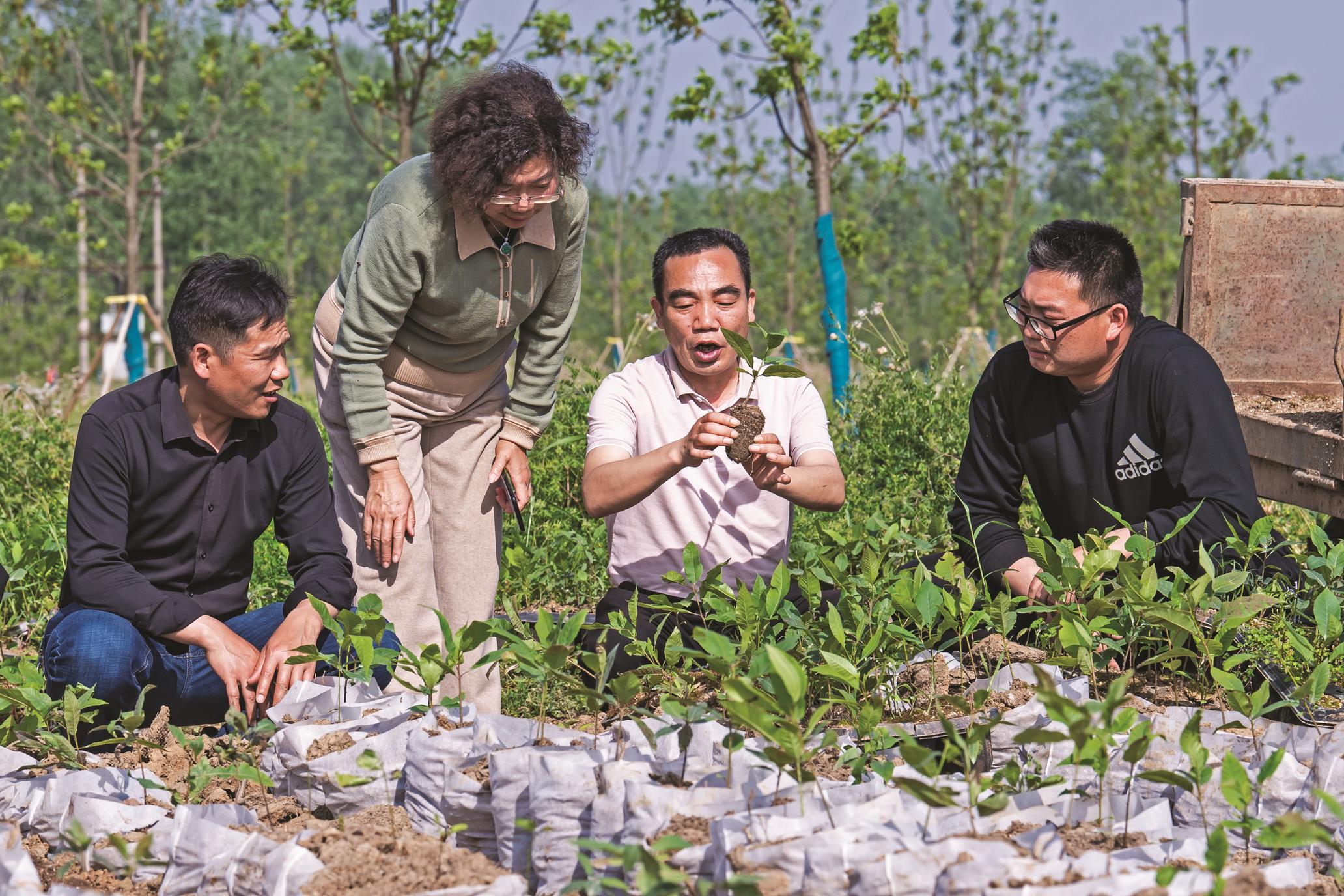 江苏科技森林，绿色科技引领生态未来