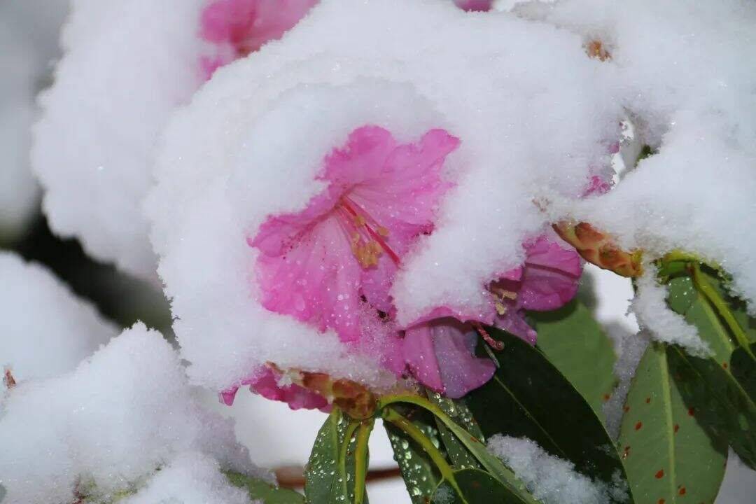 江苏省长电科技，雪中绽放的科技之花